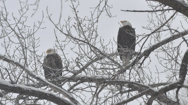 dsc-1865.jpg Minnesota snowstorm: March 5, 2025 