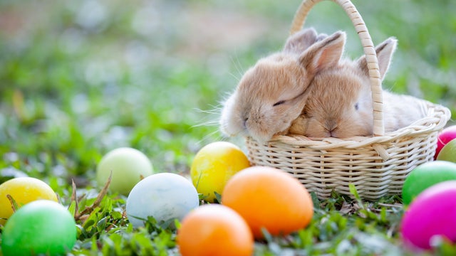 Cute little bunny sleeping in the basket and easter eggs in the meadow 