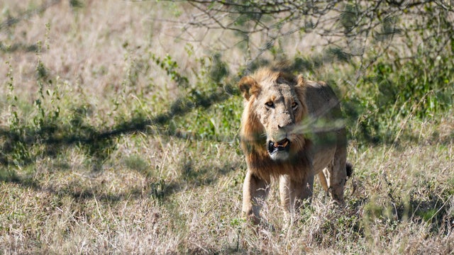 KENYA-NAIROBI-NATIONAL PARK 