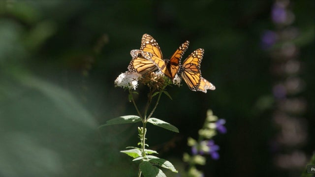 Monarch butterflies 
