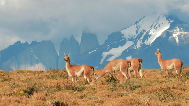 nature-guanacos-in-chile-1920.jpg 