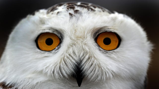 Snowy Owl Washington Monuments 