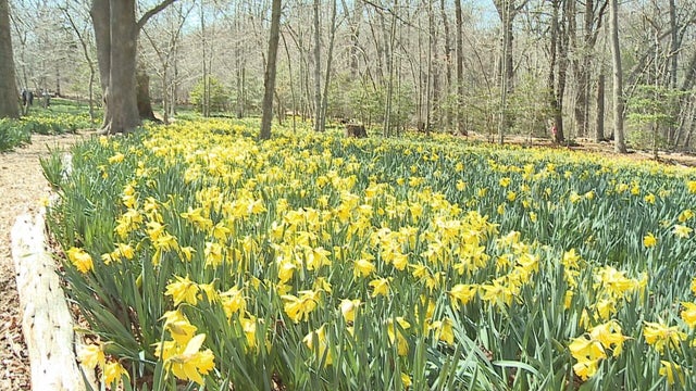 xdraw-ihh-dartmouth-daffodills-cam2-2-new-02-frame-60.jpg 