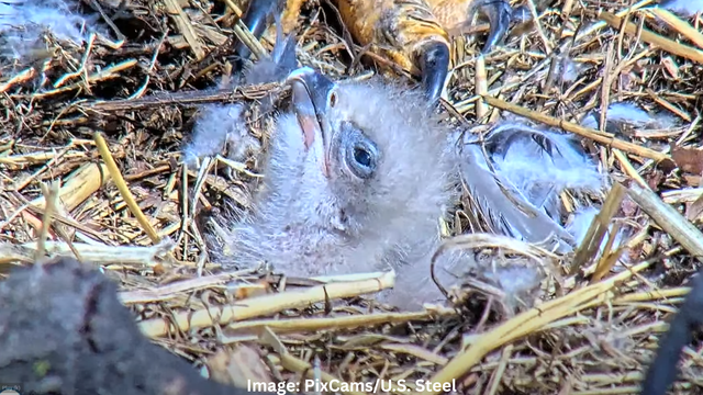 claire-us-steel-bald-eagle-nest.png 